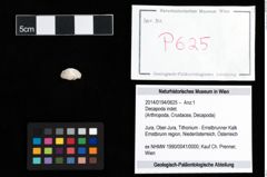 Foto (Objekt + Etikett) von Decapoda indet.  (NHMW-GEO-2014-0194-0625)